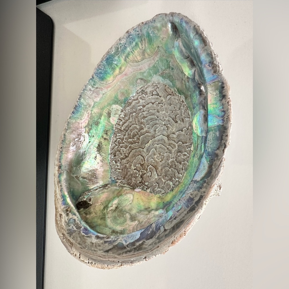 Large Abalone Shell Dish - Picture 3 of 15